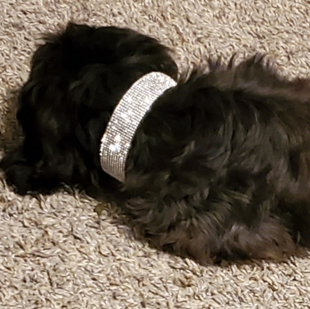 Bling Pet Collar Dogs Cats Too!